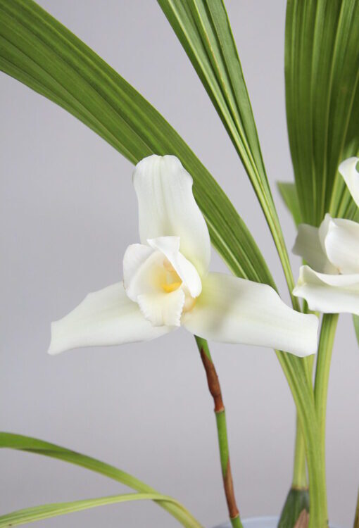 Orchideen weiss Lycaste skinneri Alba