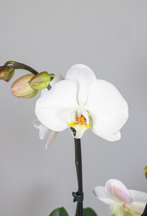 Orchideen Phalaenopsis weiss grossblumig 'Sogo Yukidian' 2 Rispen