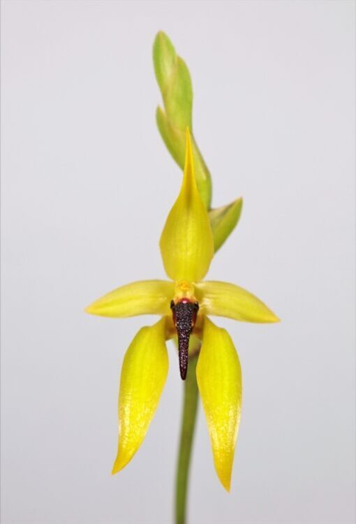 Orchideen Bulbophyllum carunculatum