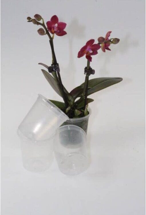 Orchideen-Kulturtopf - transparent, 6cm