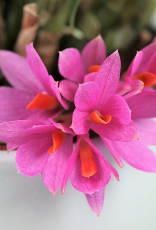 Orchideen Dendrobium 'Hibiki`