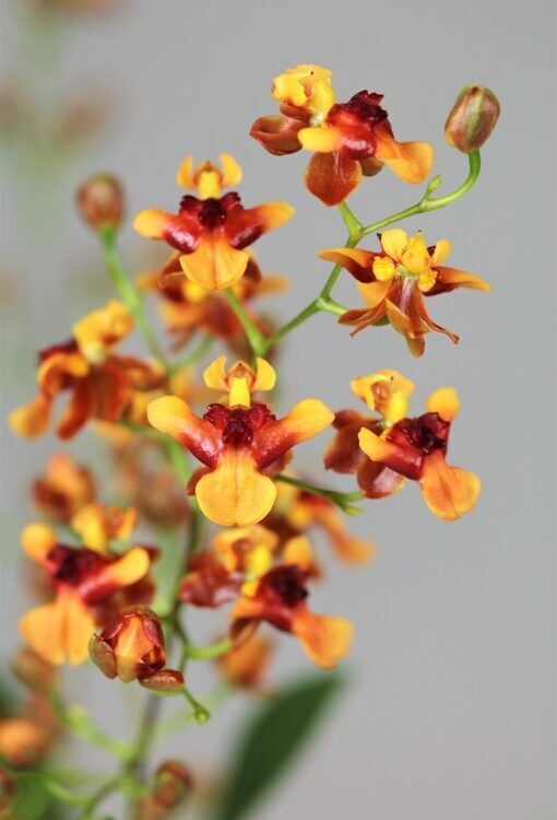 Orchideen Oncidium Twinkle Anna