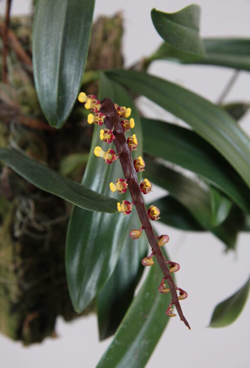 Orchideen Bulbophyllum falcatum