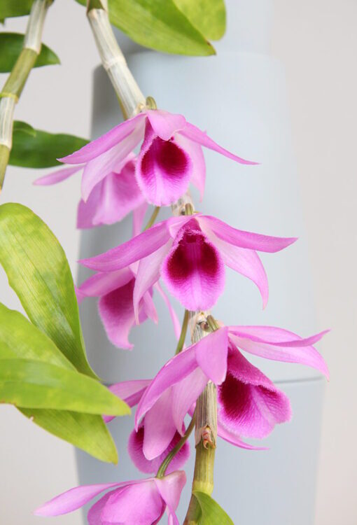 Orchideen Dendrobium Superono x Nestor