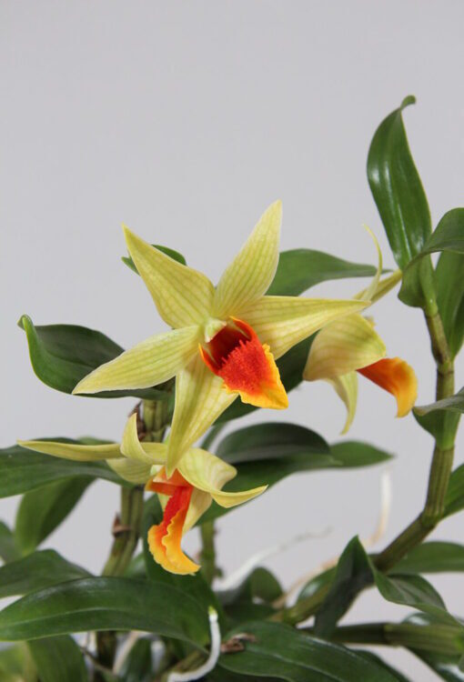 Orchideen Dendrobium 'Jiaho Delight'