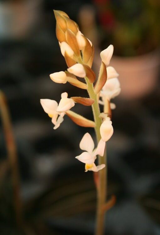 Orchideen weiss Ludisia discolor