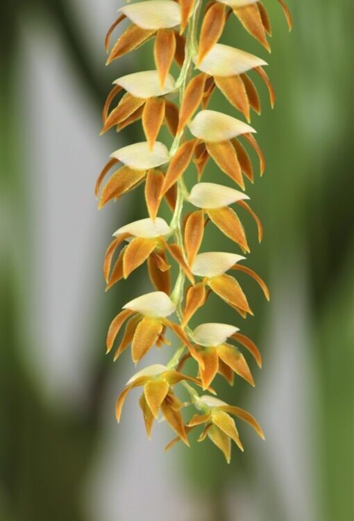 Orchideen Dendrochilum magnum