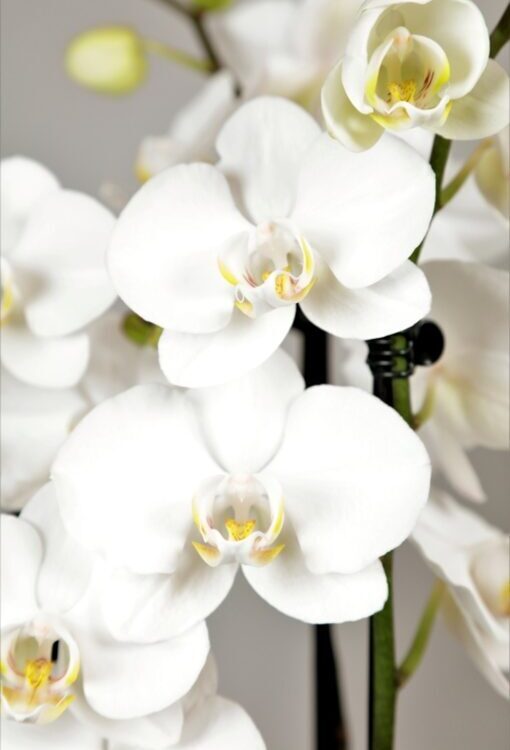 Orchideen Phalaenopsis weiss 'Christel' gestäbt