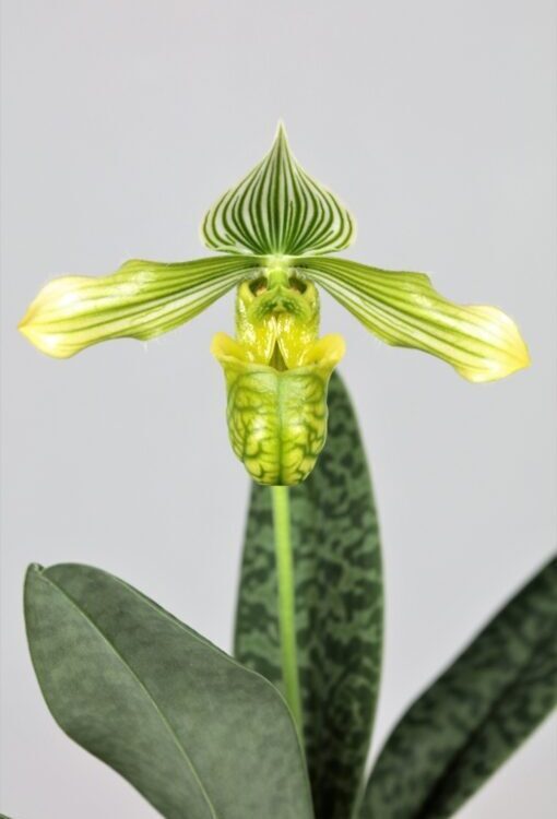 Orchideen Frauenschuh Paphiopedilum venustum Alba