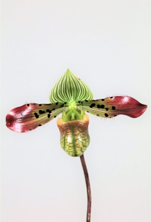 Orchideen Frauenschuh Paphiopedilum venustum Red