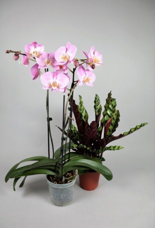 Orchideen Phalaenopsis Set " Waikiki "