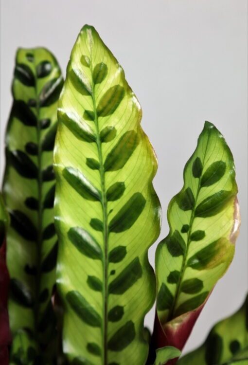 Grünpflanzen Calathea lancifolia