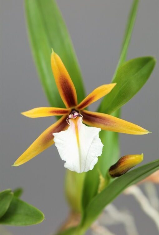 Orchideen Epidendrum polybulbon