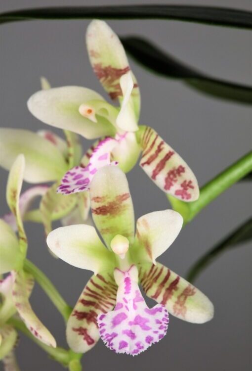 Orchideen Sedirea japonica