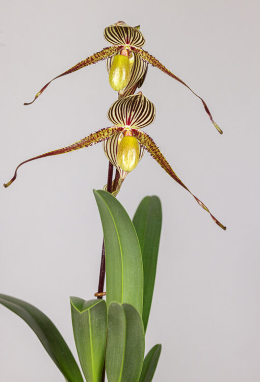 Orchideen Frauenschuh Paphiopedilum Saint Swithin