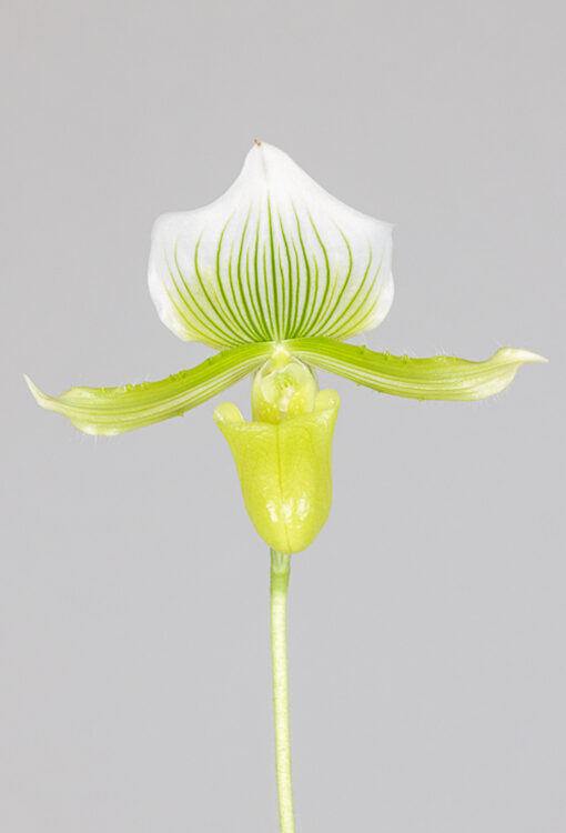 Orchideen Frauenschuh Paphiopedilum maudiae alba