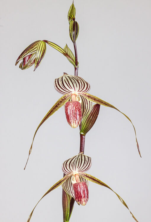Orchideen Frauenschuh Paphiopedilum Lady Isobel