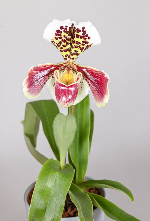 Orchideen Frauenschuh braun Paphiopedilum 'Bunte Hybriden'