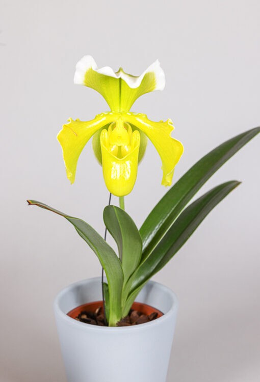 Orchideen Frauenschuh gelb Paphiopedilum 'Gelbe Hybriden'