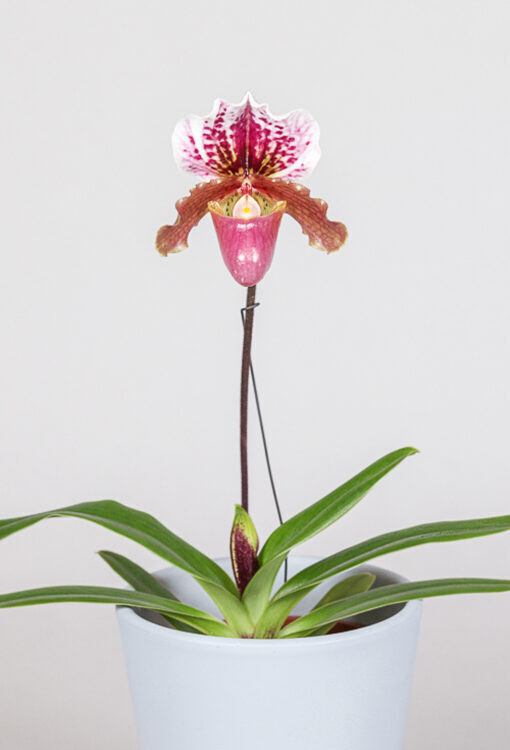 Orchideen Frauenschuh Paphiopedilum 'Doll's Kobold'