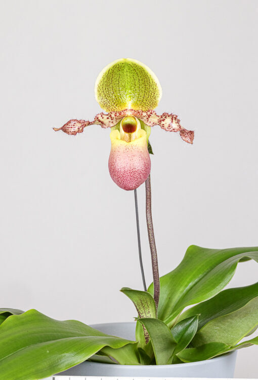 Orchideen Frauenschuh Paphiopedilum 'Pinocchio'