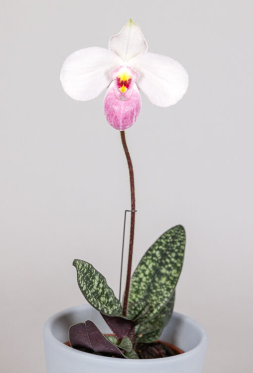 Orchideen Frauenschuh rosa Paphiopedilum delenatii