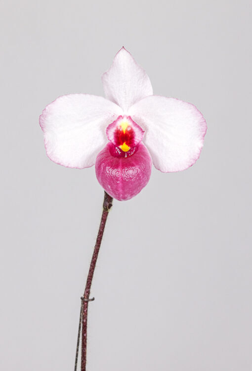 Orchideen Frauenschuh weinrot Paphiopedilum delenatii Vinicolor