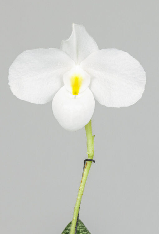 Orchideen Frauenschuh weiss Paphiopedilum delenatii Alba