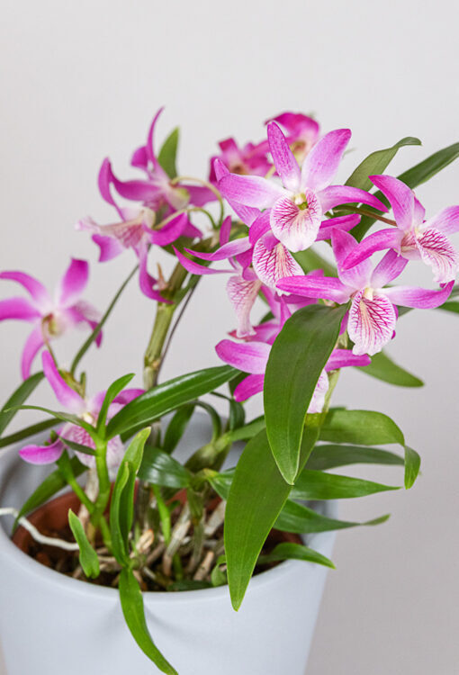 Orchideen Dendrobium 'Rainbow Dance' pink