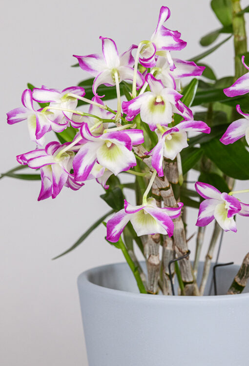 Orchideen Dendrobium 'Hamana Lake Prism'