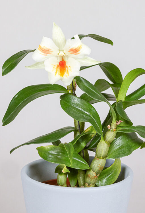 Orchideen Dendrobium 'Christy Dawn Kitty' weiss orange