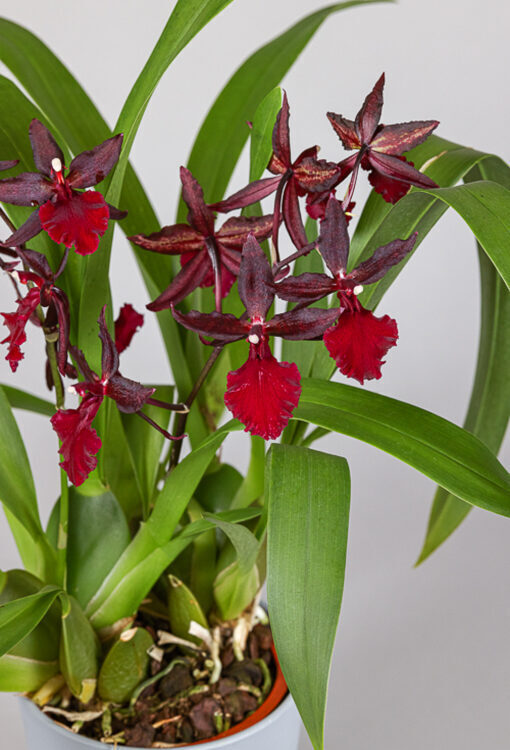 Orchideen rot Cambria 'Massai'
