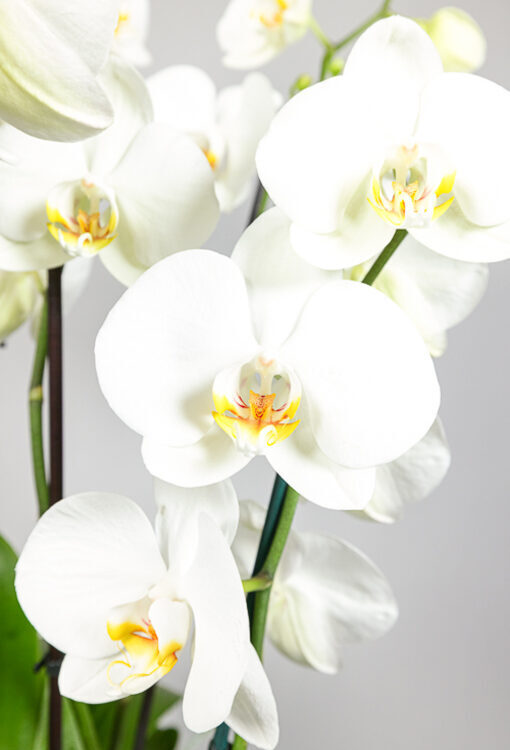 Orchideen Phalaenopsis weiss Solitär