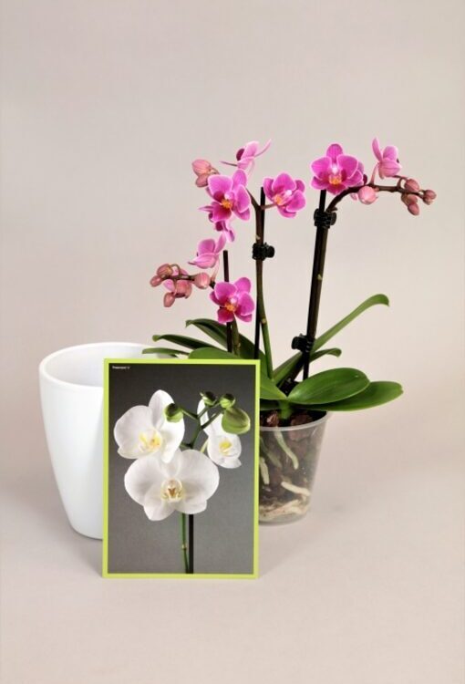 Orchideen Phalaenopsis Table Dance "Ich denk an dich...."