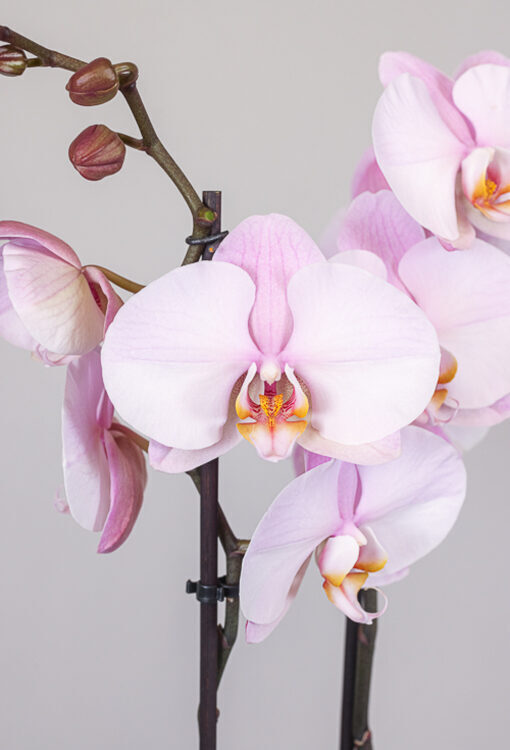 Orchideen Phalaenopsis rosa 'Lempa'