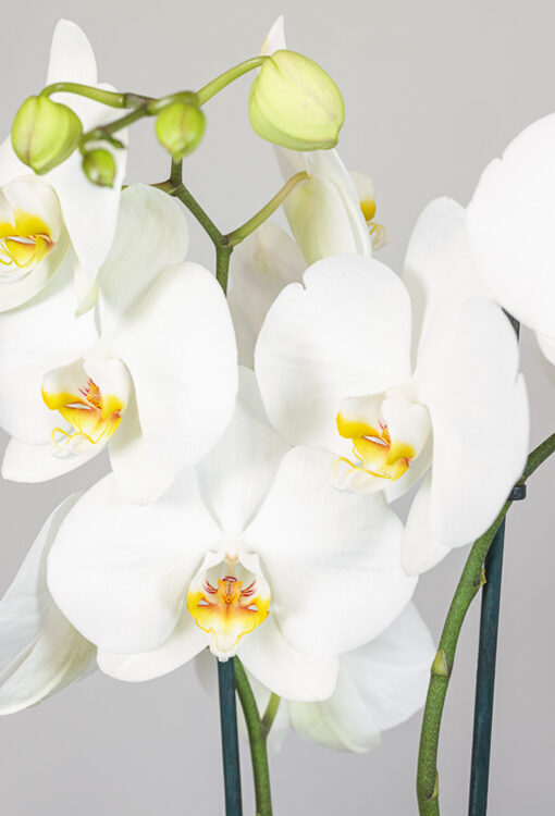 Orchideen Phalaenopsis weiss 'Li'