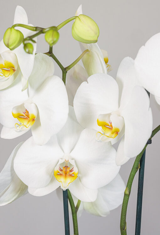 Orchideen Phalaenopsis weiss 'Dame Blanche'
