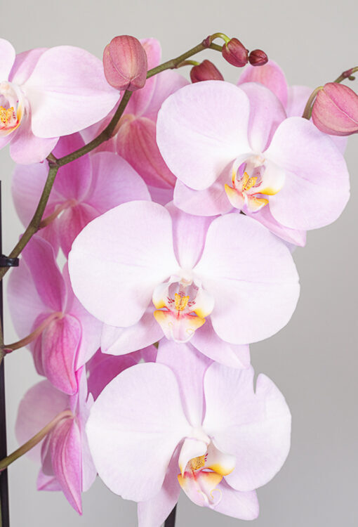 Orchideen Phalaenopsis rosa 'Rhone'