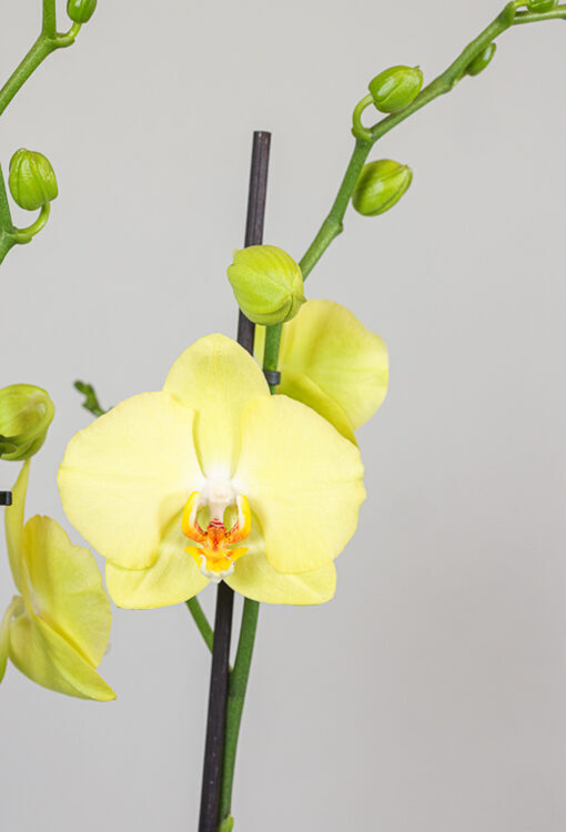Orchideen Phalaenopsis gelb 'Ferrara'