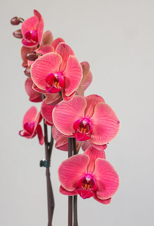 Orchideen Phalaenopsis rot 'Asian Coral'