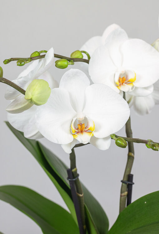 Orchideen Phalaenopsis weiss 'Spirit Dame Blanche'