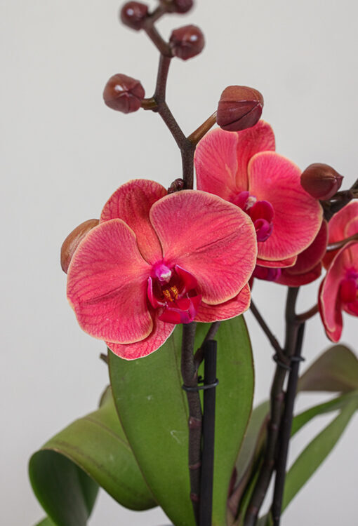 Orchideen Phalaenopsis rot 'Spirit Asian Coral'