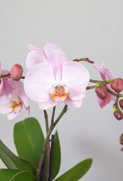 Orchideen Phalaenopsis rosa 'Spirit Rhone'