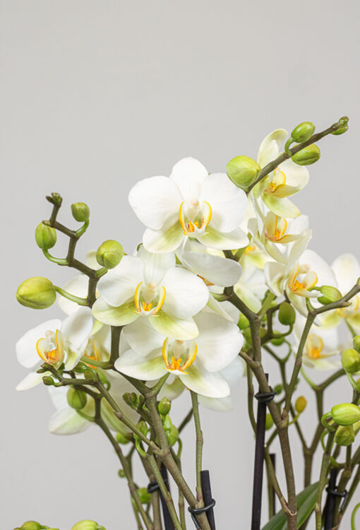Orchideen Phalaenopsis cremeweiss 'Lausanne'