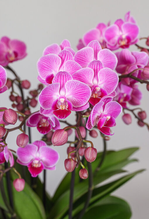 Orchideen Phalaenopsis rosa 'Vienna'