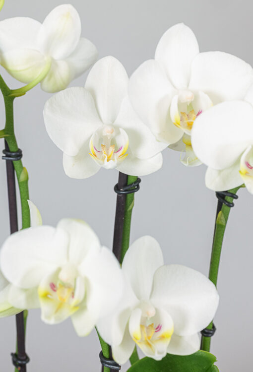 Orchideen Phalaenopsis weiss Multiflora