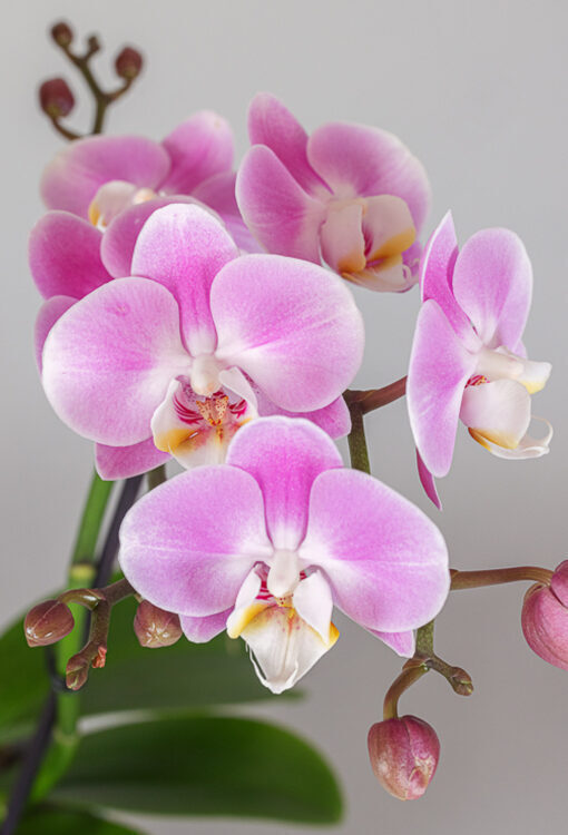 Orchideen Phalaenopsis rosa Multiflora