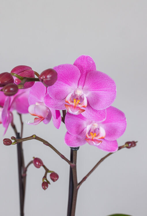 Orchideen Phalaenopsis pink Multiflora