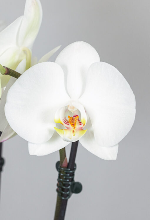 Orchideen Phalaenopsis weiss 'Li'