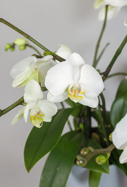 Orchideen Phalaenopsis weiss 'Christel'